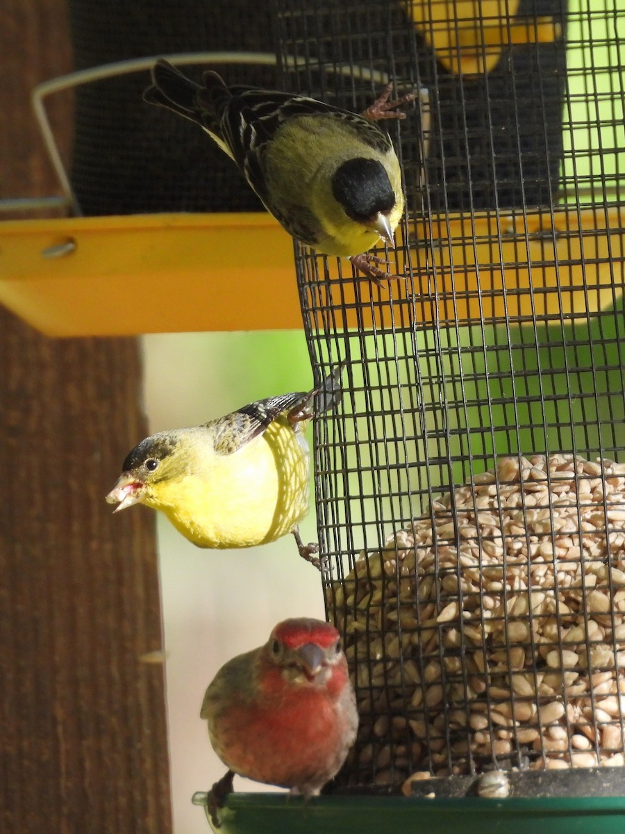 Lesser Goldfinch - Jeanene Daniels