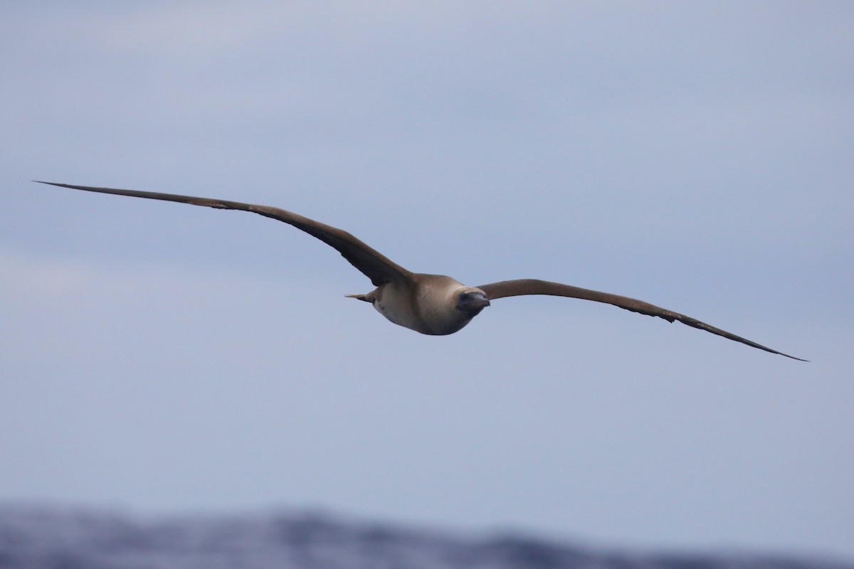 Red-footed Booby - ML617417182