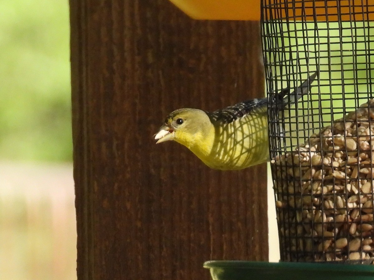 Lesser Goldfinch - ML617417185