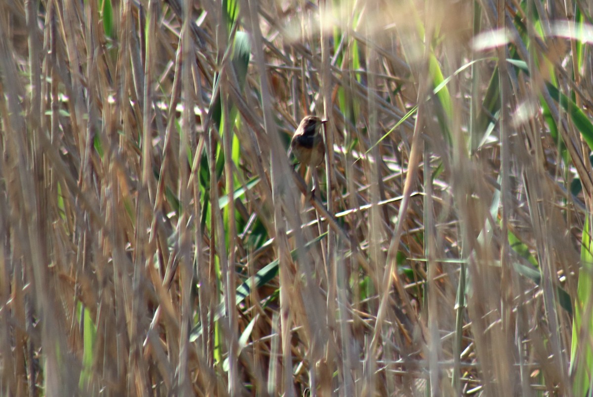 Bluethroat - ML617417200