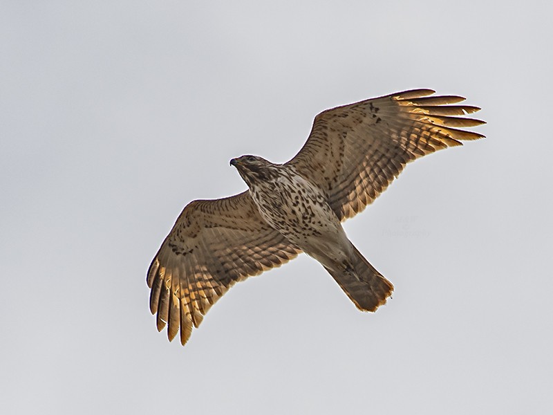 Red-shouldered Hawk - ML617417234