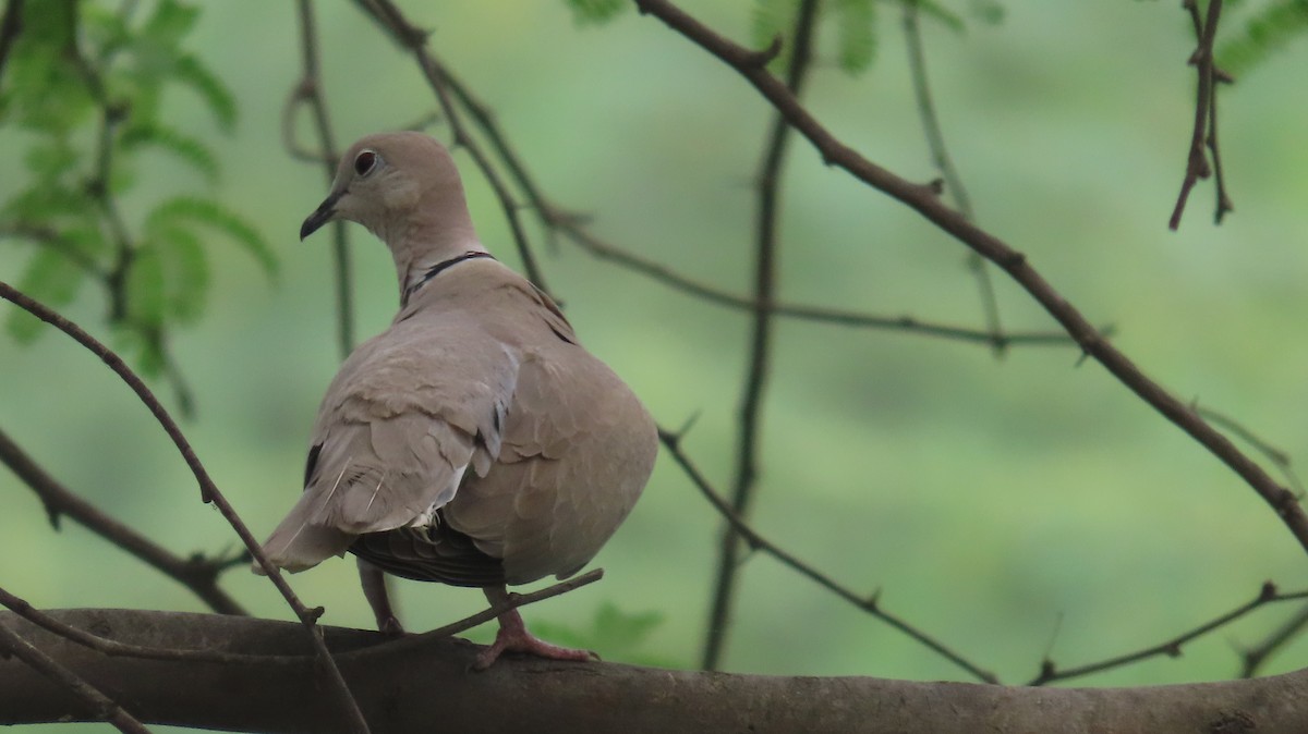 Eurasian Collared-Dove - ML617417254