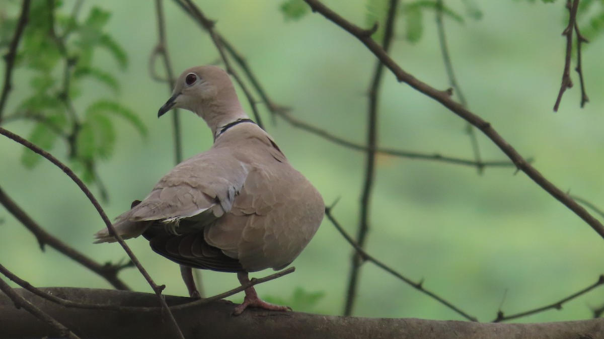 Eurasian Collared-Dove - ML617417256