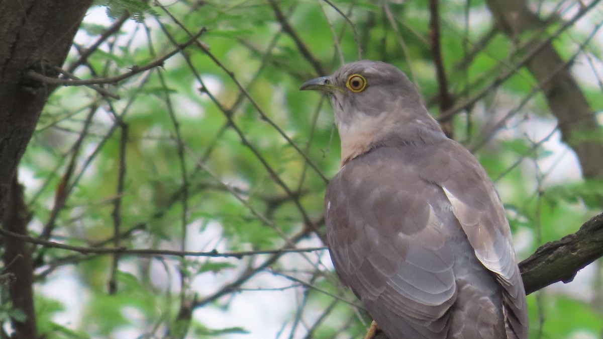 Common Hawk-Cuckoo - ML617417271