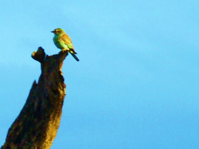 European Roller - ML617417347