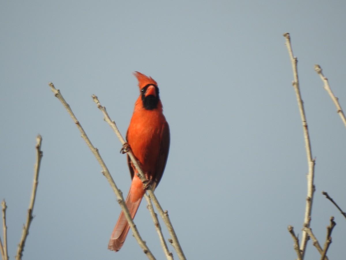 Cardinal rouge - ML617417351