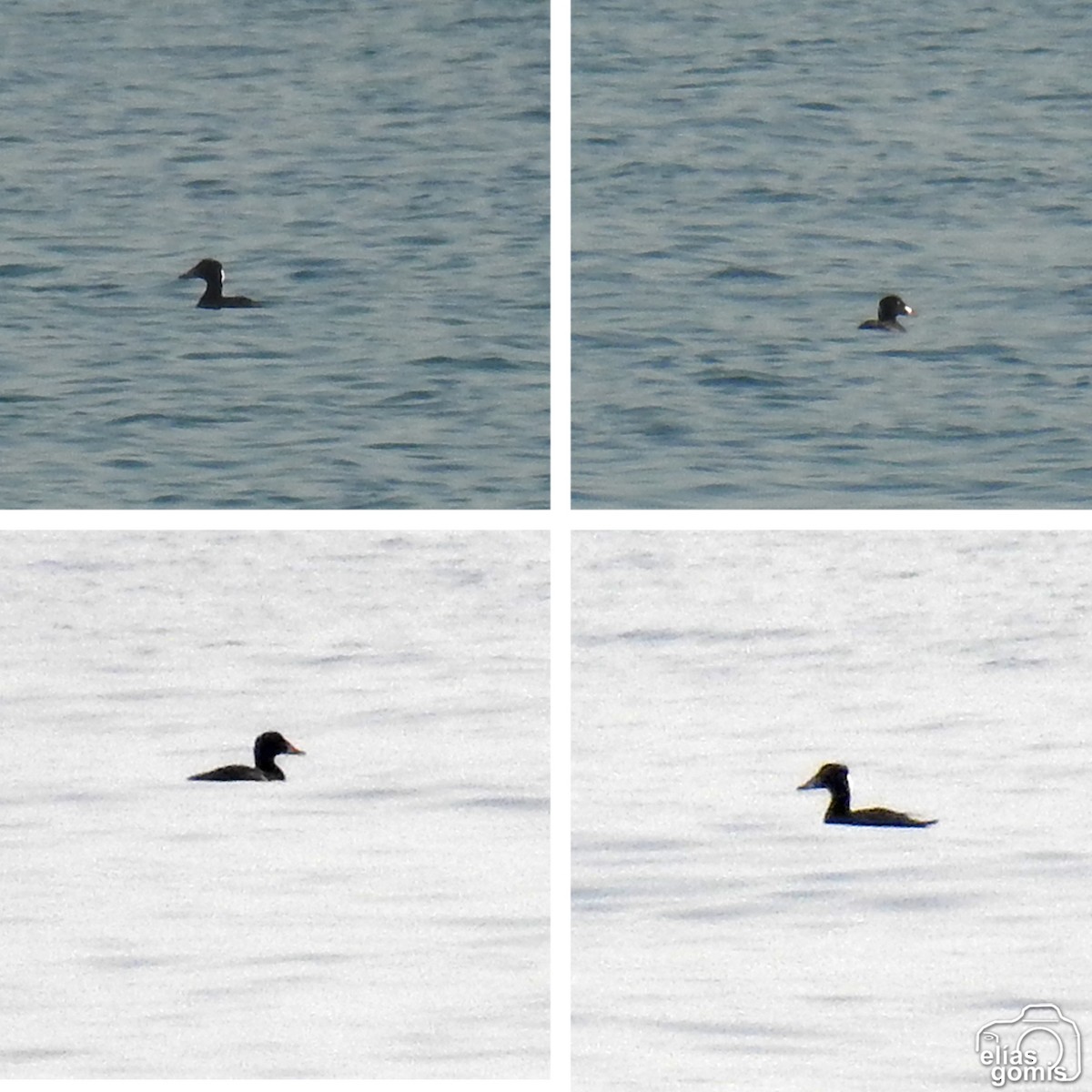 Surf Scoter - ML617417488