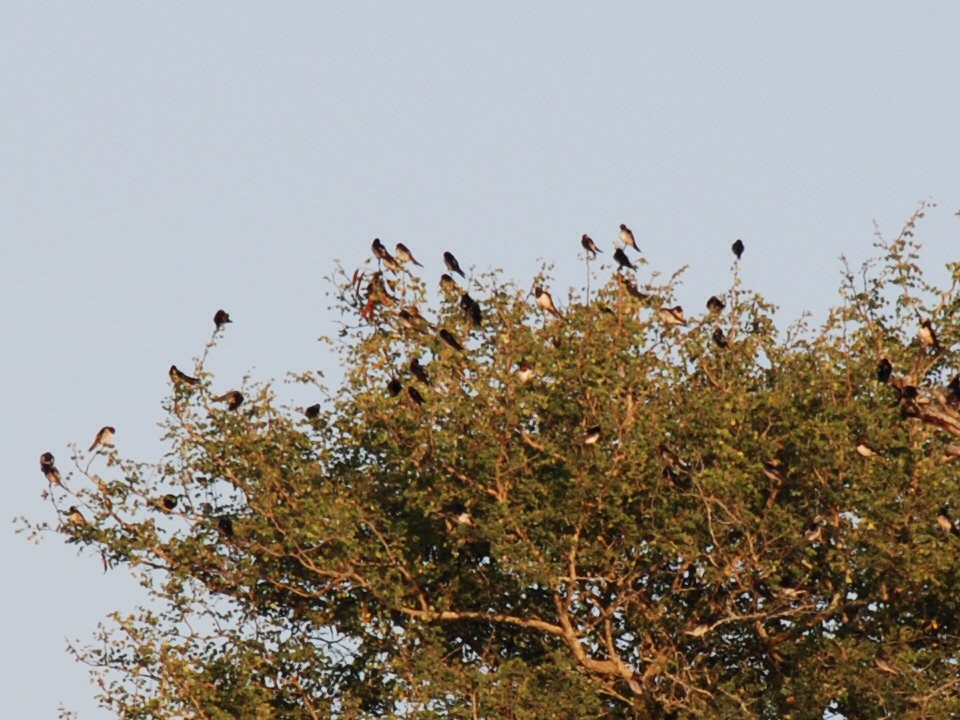 Barn Swallow - ML617417503