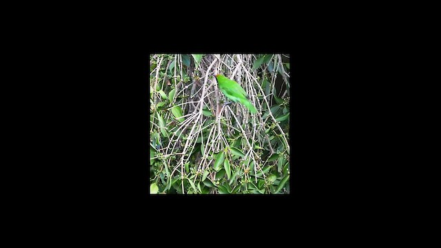 Golden-fronted Leafbird - ML617417534