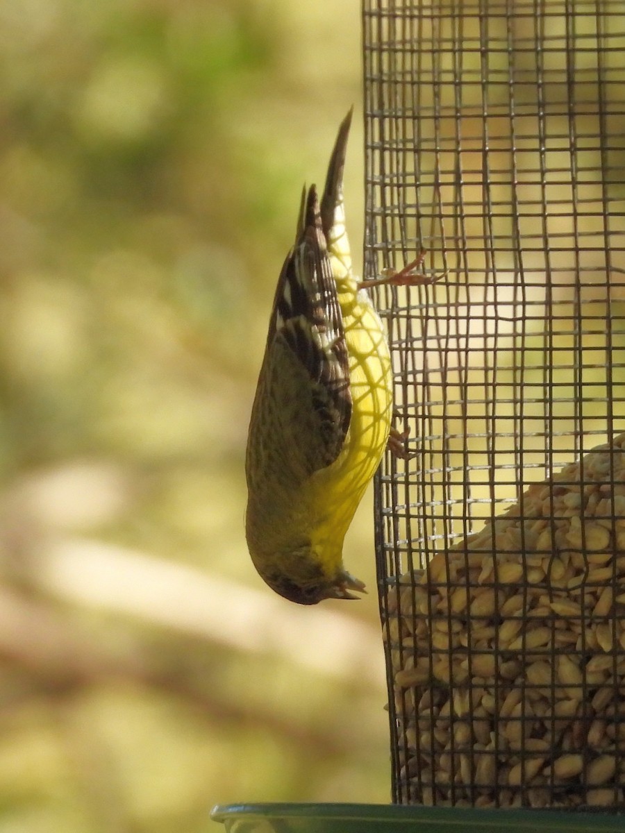 Lesser Goldfinch - ML617417590