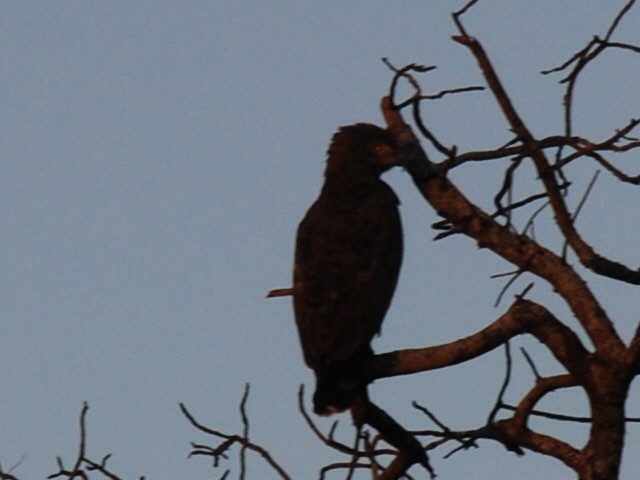 Brown Snake-Eagle - ML617417597