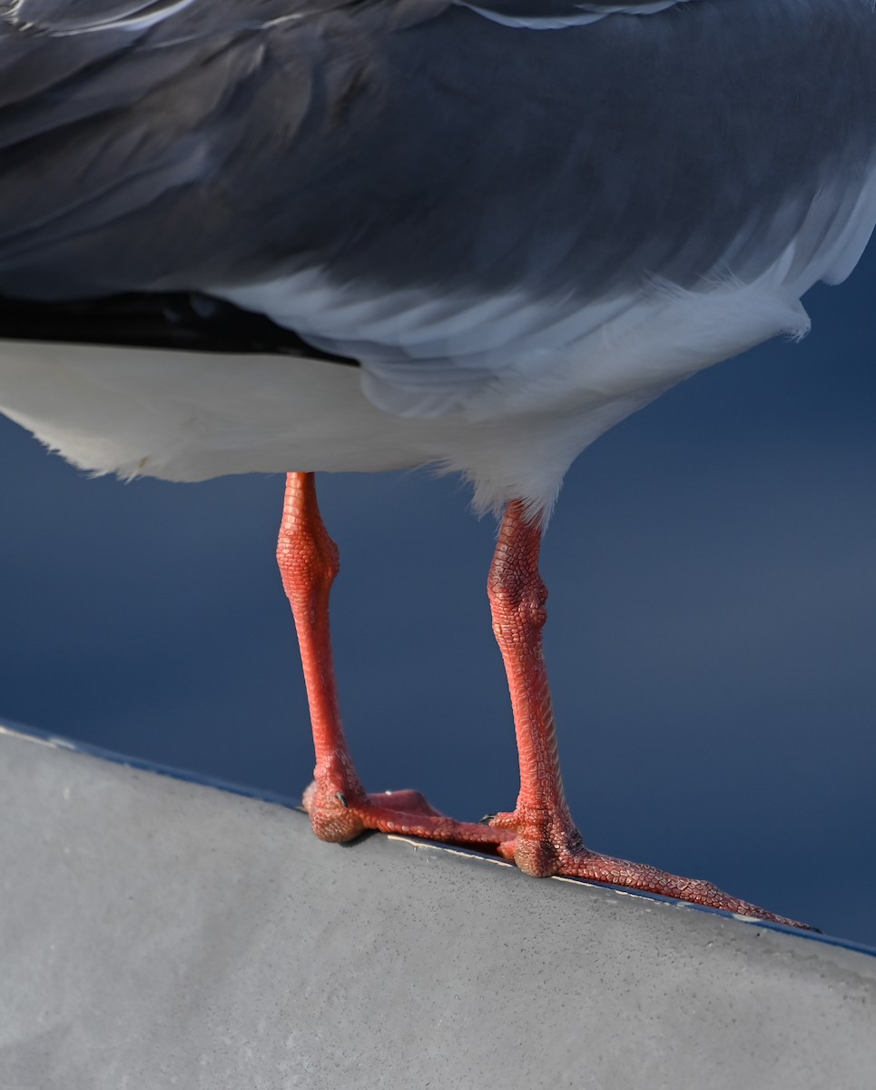 Swallow-tailed Gull - Larry Graziano