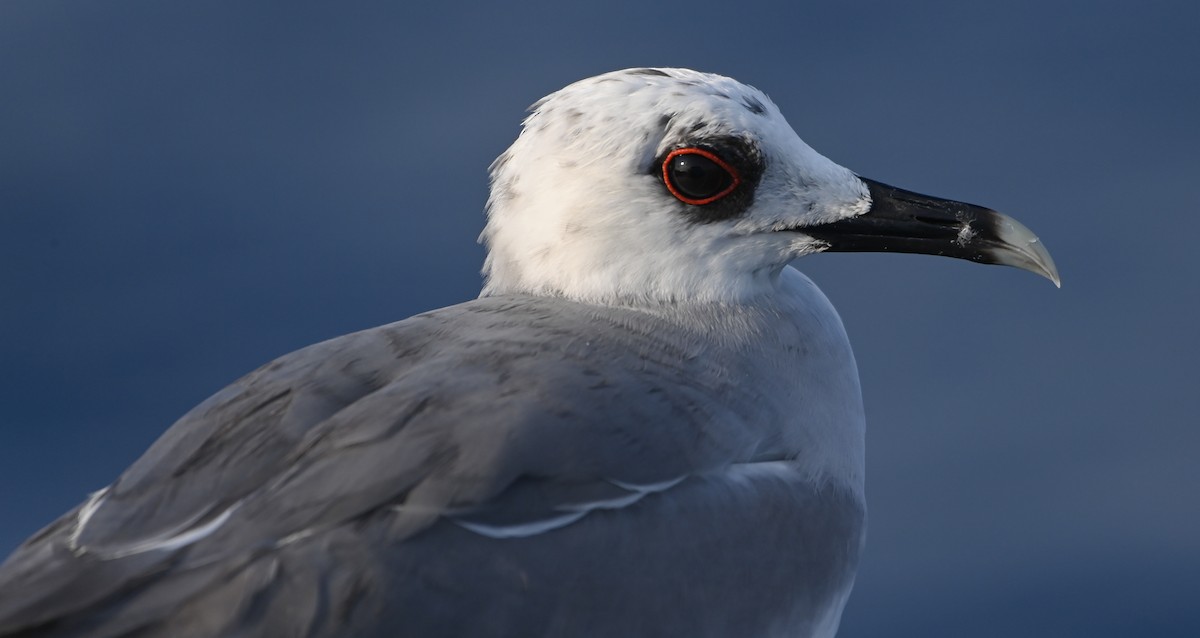 Swallow-tailed Gull - ML617417604