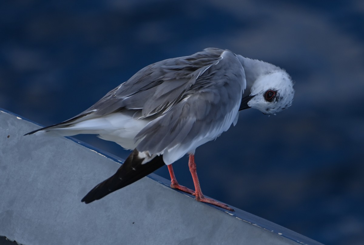 Swallow-tailed Gull - ML617417605