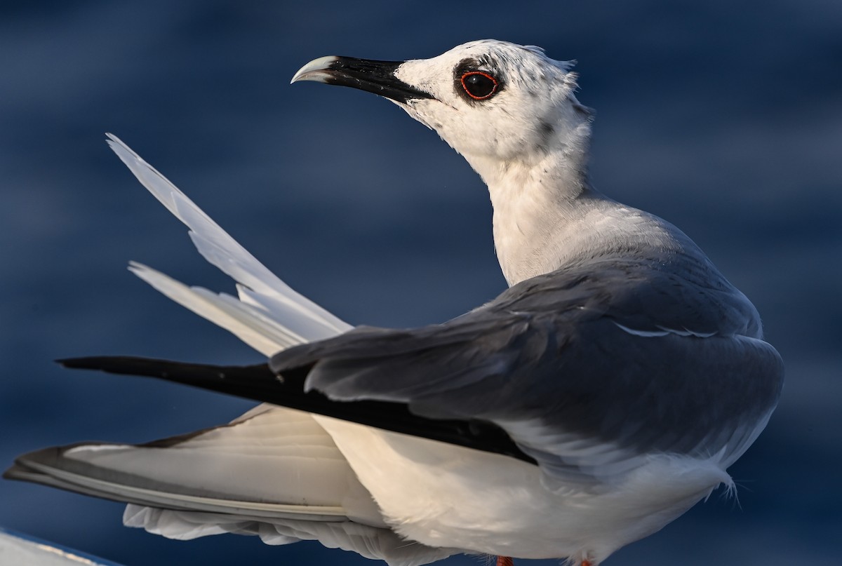 Swallow-tailed Gull - ML617417607