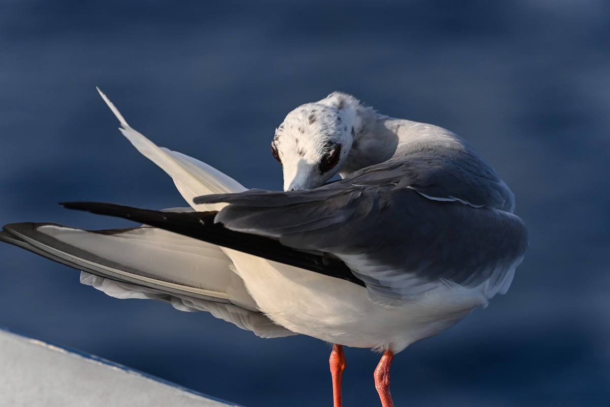 Swallow-tailed Gull - ML617417608