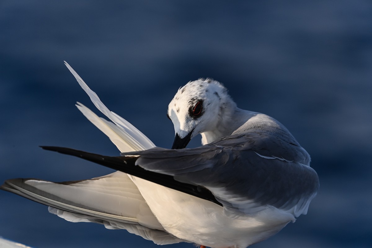 Swallow-tailed Gull - Larry Graziano