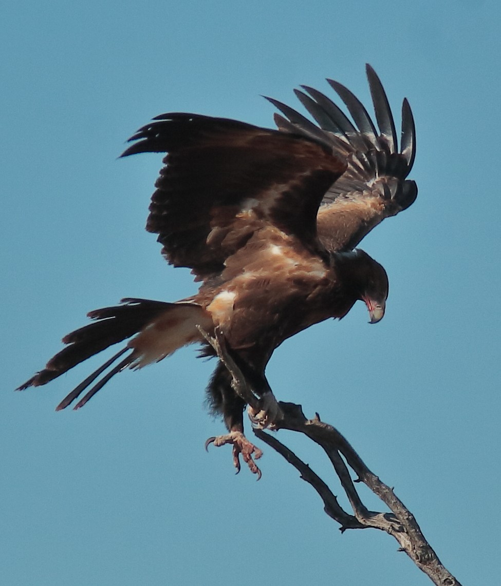 Wedge-tailed Eagle - ML617417623