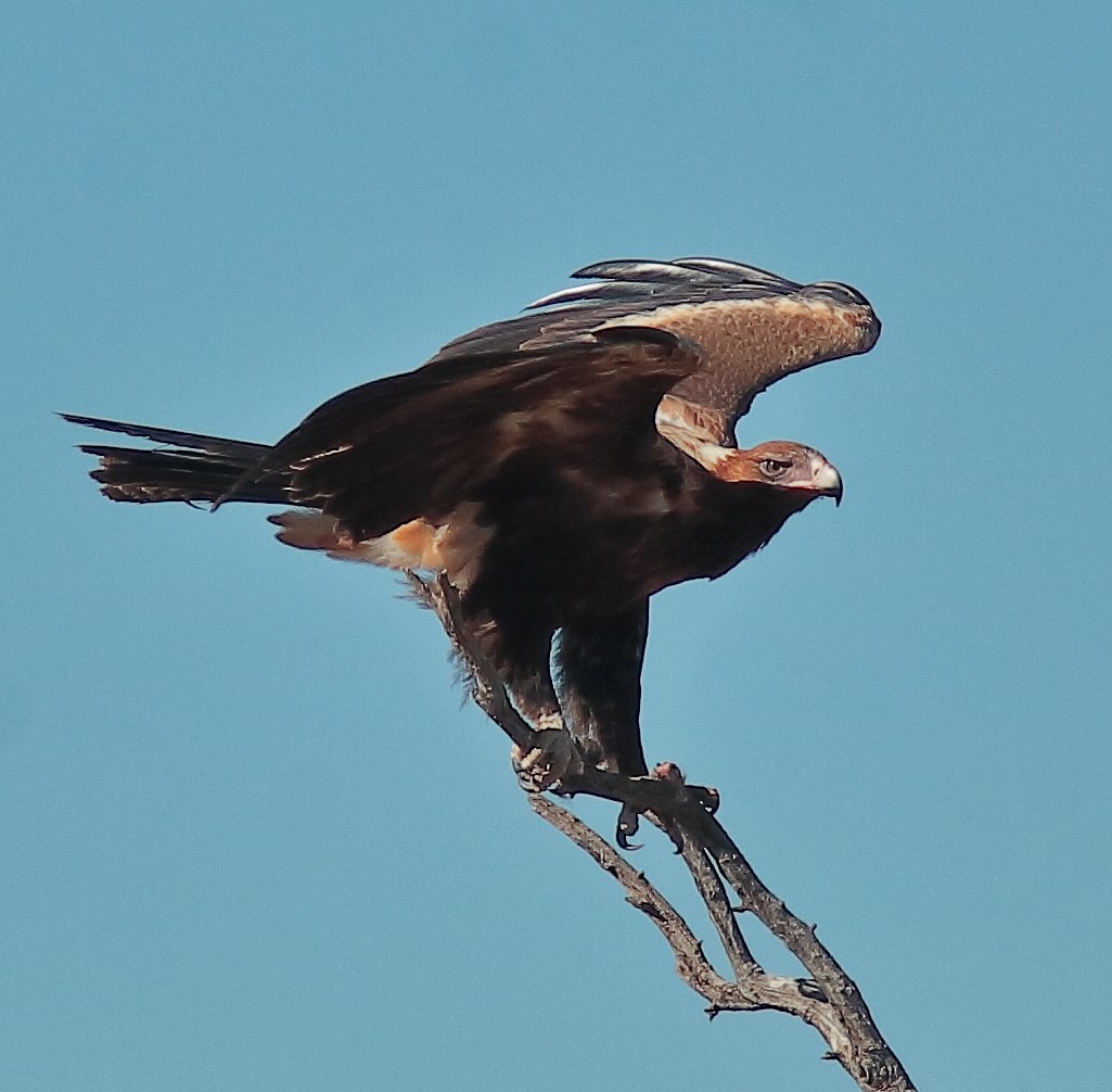 Wedge-tailed Eagle - ML617417624