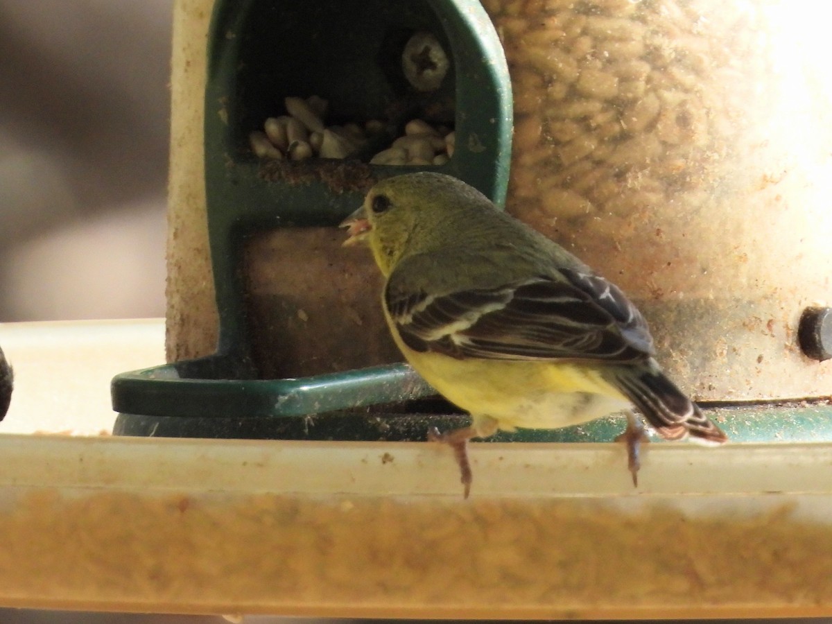 Lesser Goldfinch - ML617417632