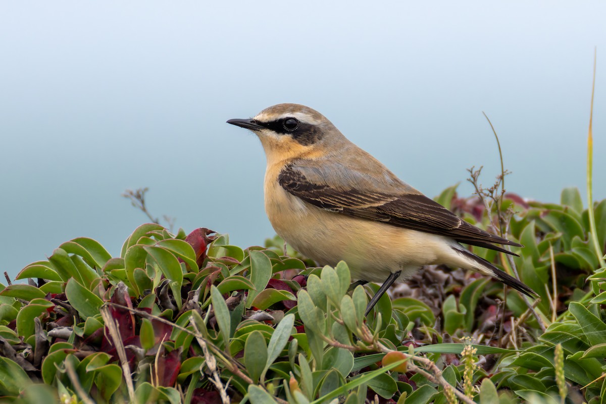 Northern Wheatear - ML617417665