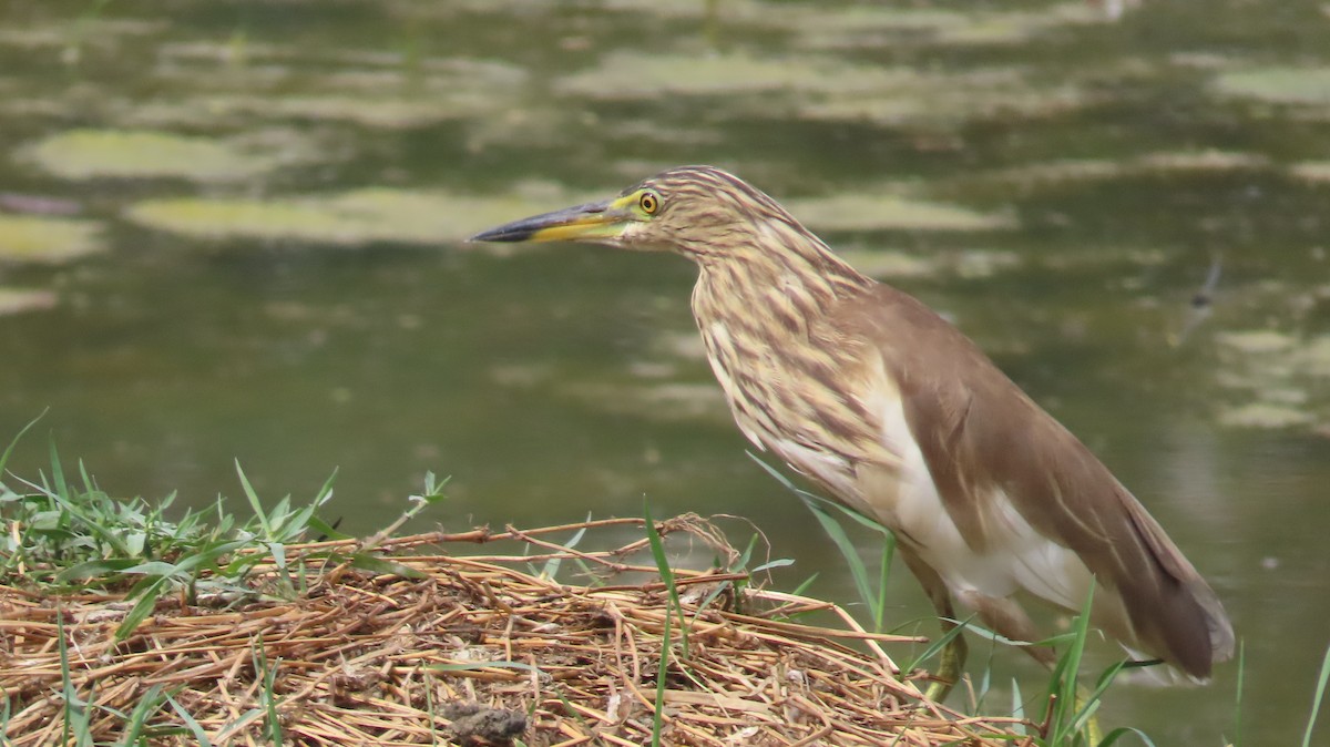 Indian Pond-Heron - ML617417670