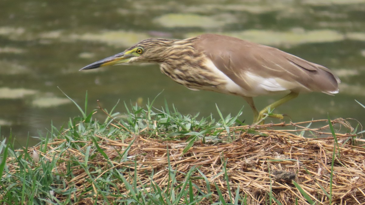 Indian Pond-Heron - ML617417672