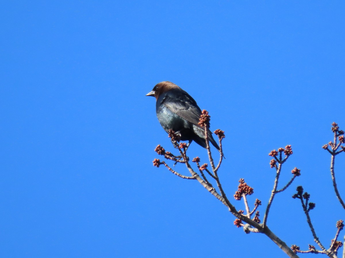 Brown-headed Cowbird - Kim Clark