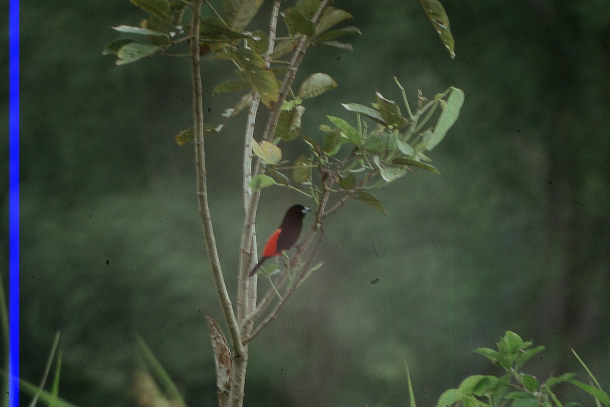 Tangara Terciopelo (passerinii) - ML617417718