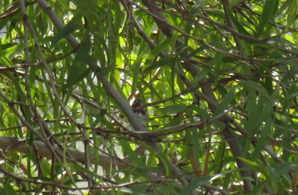 Calliope Hummingbird - Leonie  Batkin