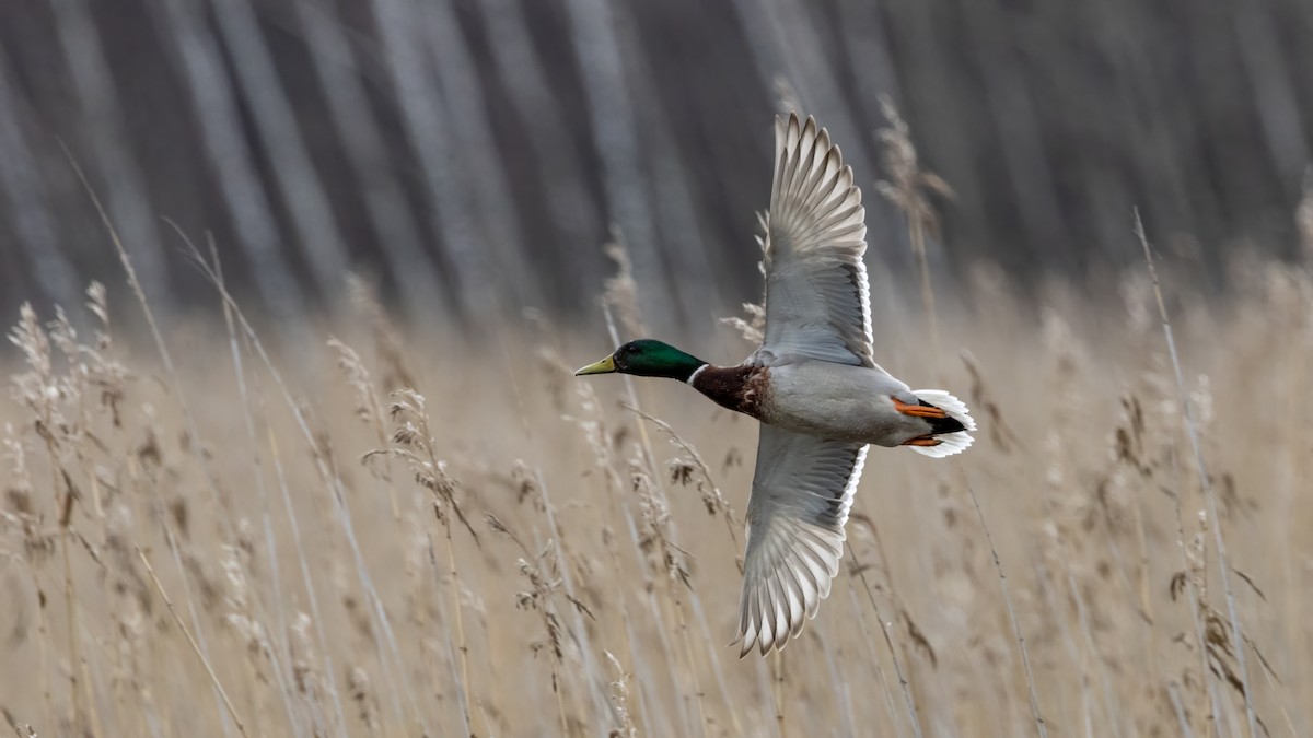 Mallard - Martti Siponen