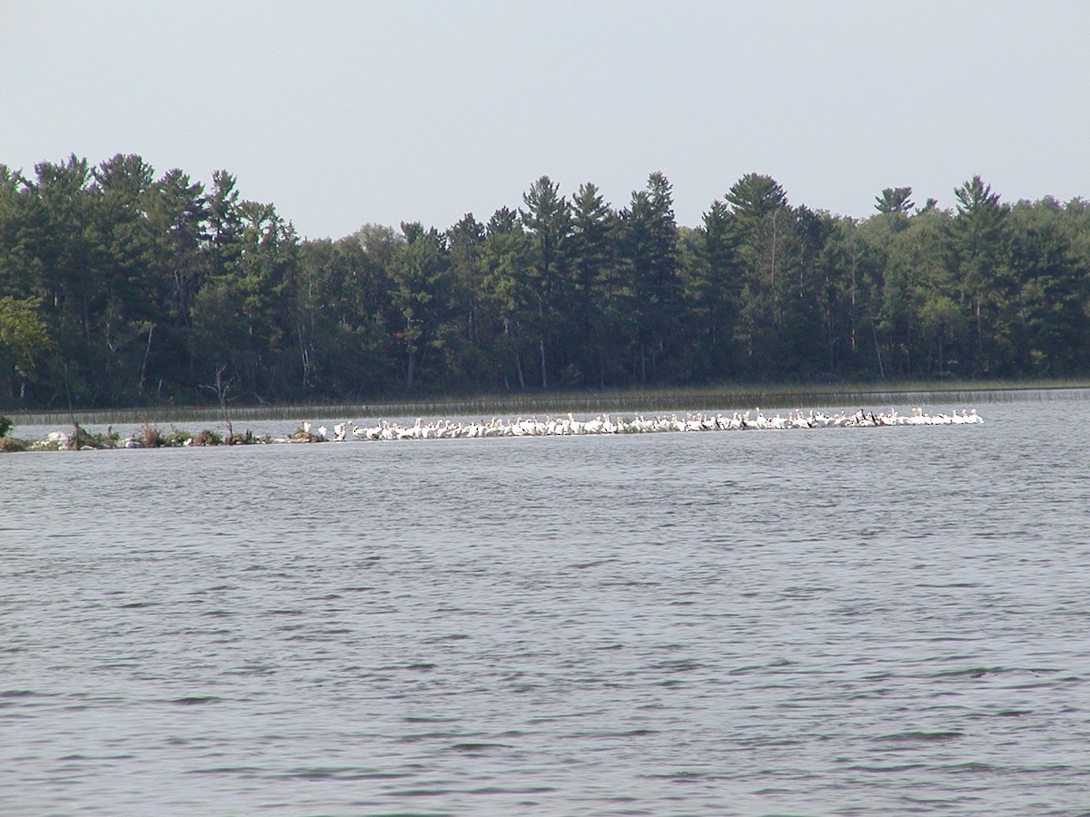 American White Pelican - ML617417769