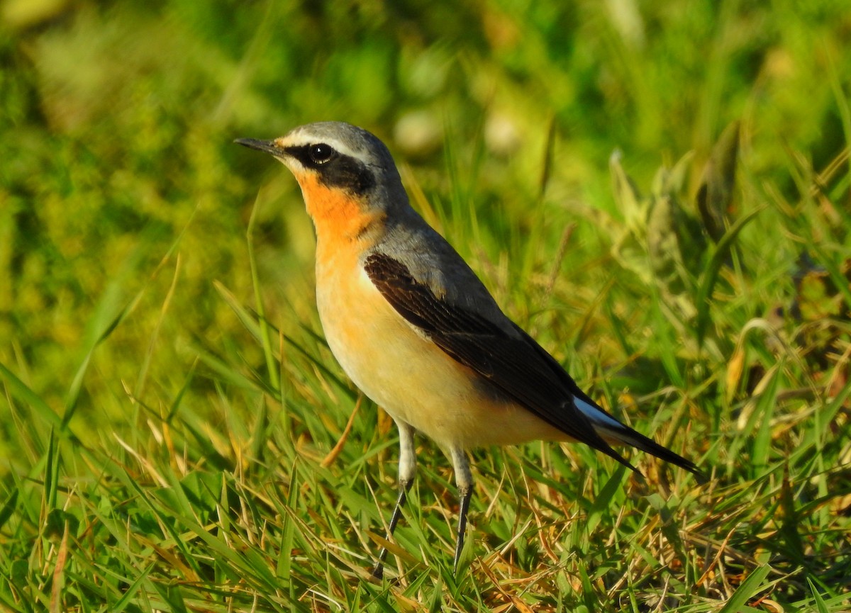 Northern Wheatear - Antonio Jesús Sepúlveda