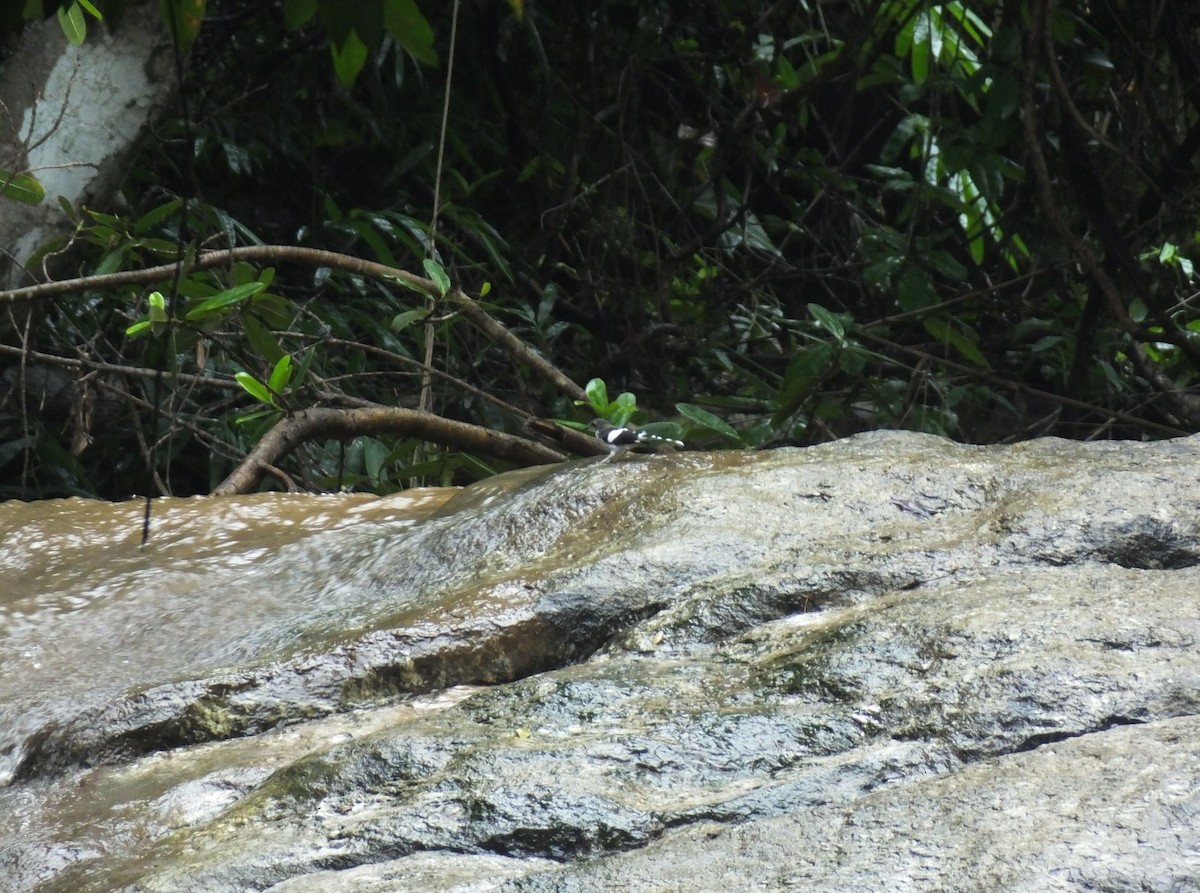 Slaty-backed Forktail - Christopher Luppi