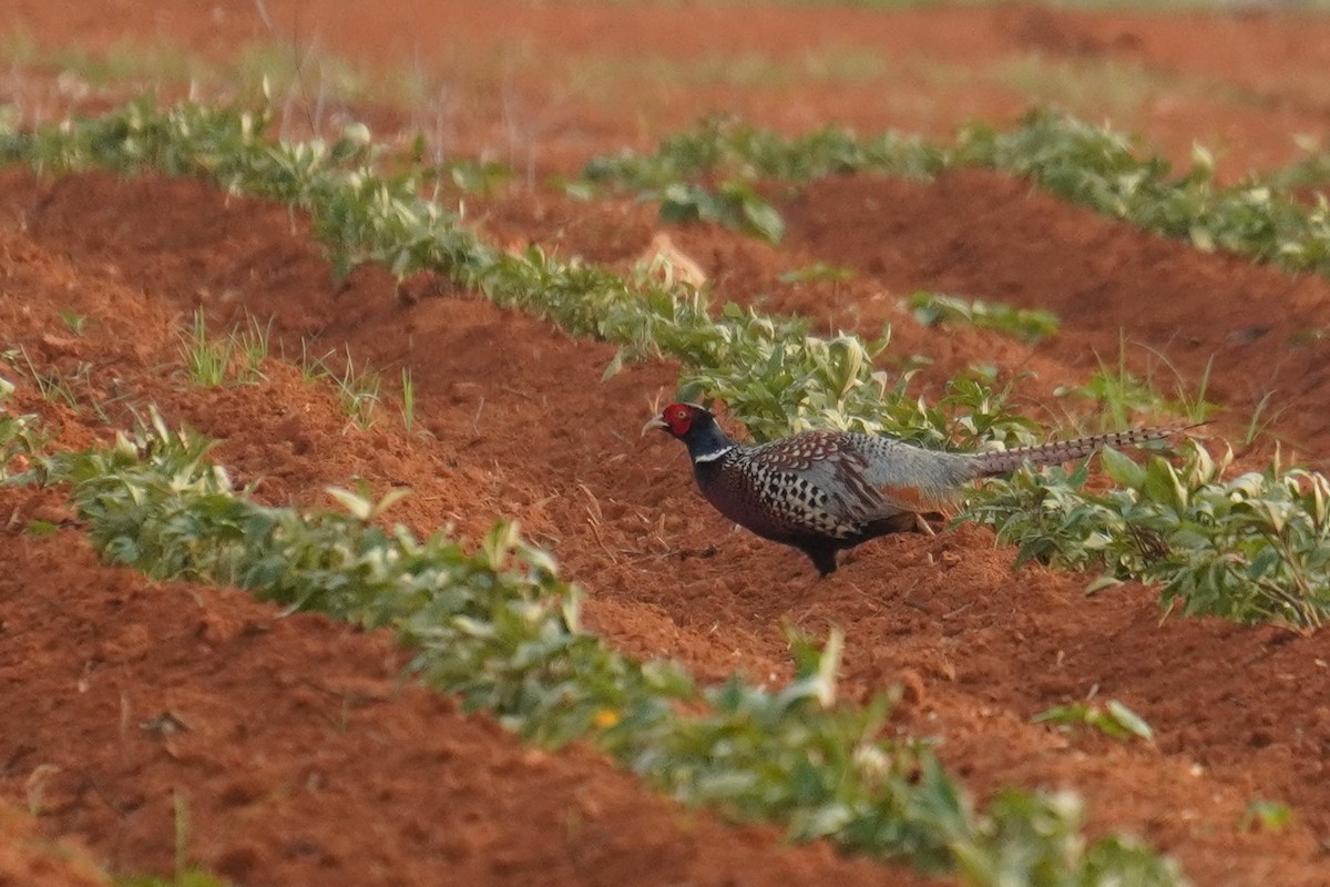 Ring-necked Pheasant - ML617417822