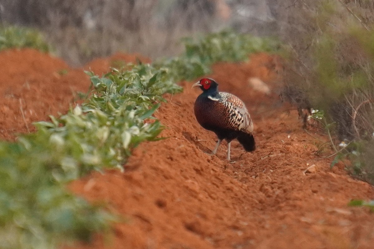 Ring-necked Pheasant - ML617417824