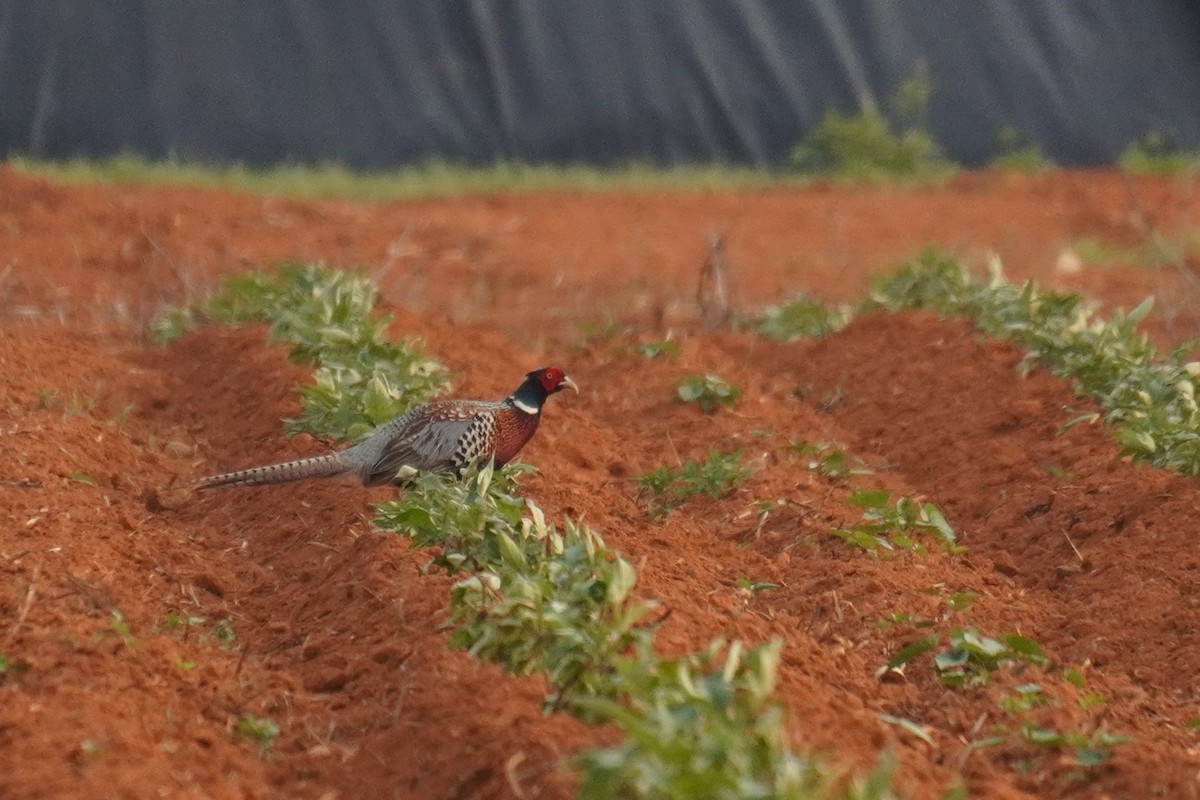 Ring-necked Pheasant - ML617417825