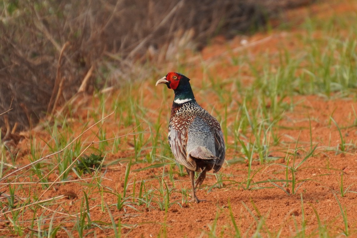 Ring-necked Pheasant - ML617417826