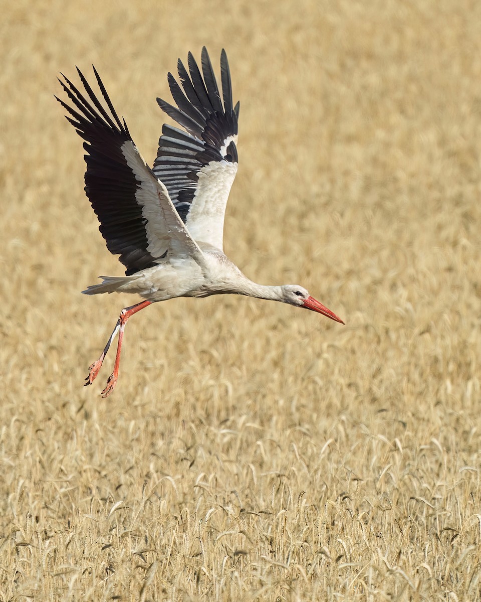 White Stork - Kevin Hughes