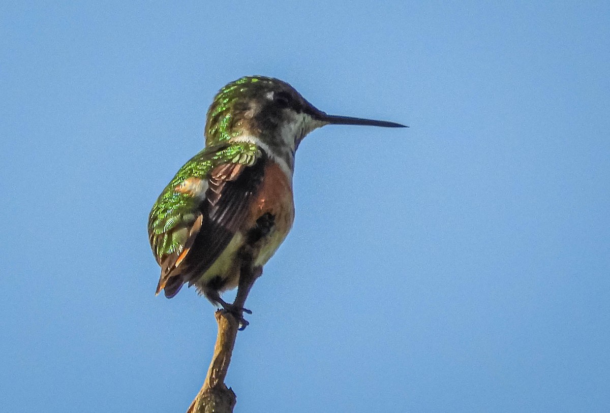 Colibrí Amatista - ML617417873