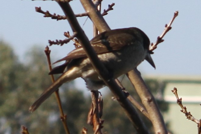 Gray Butcherbird - NICOLINO DALFONSO