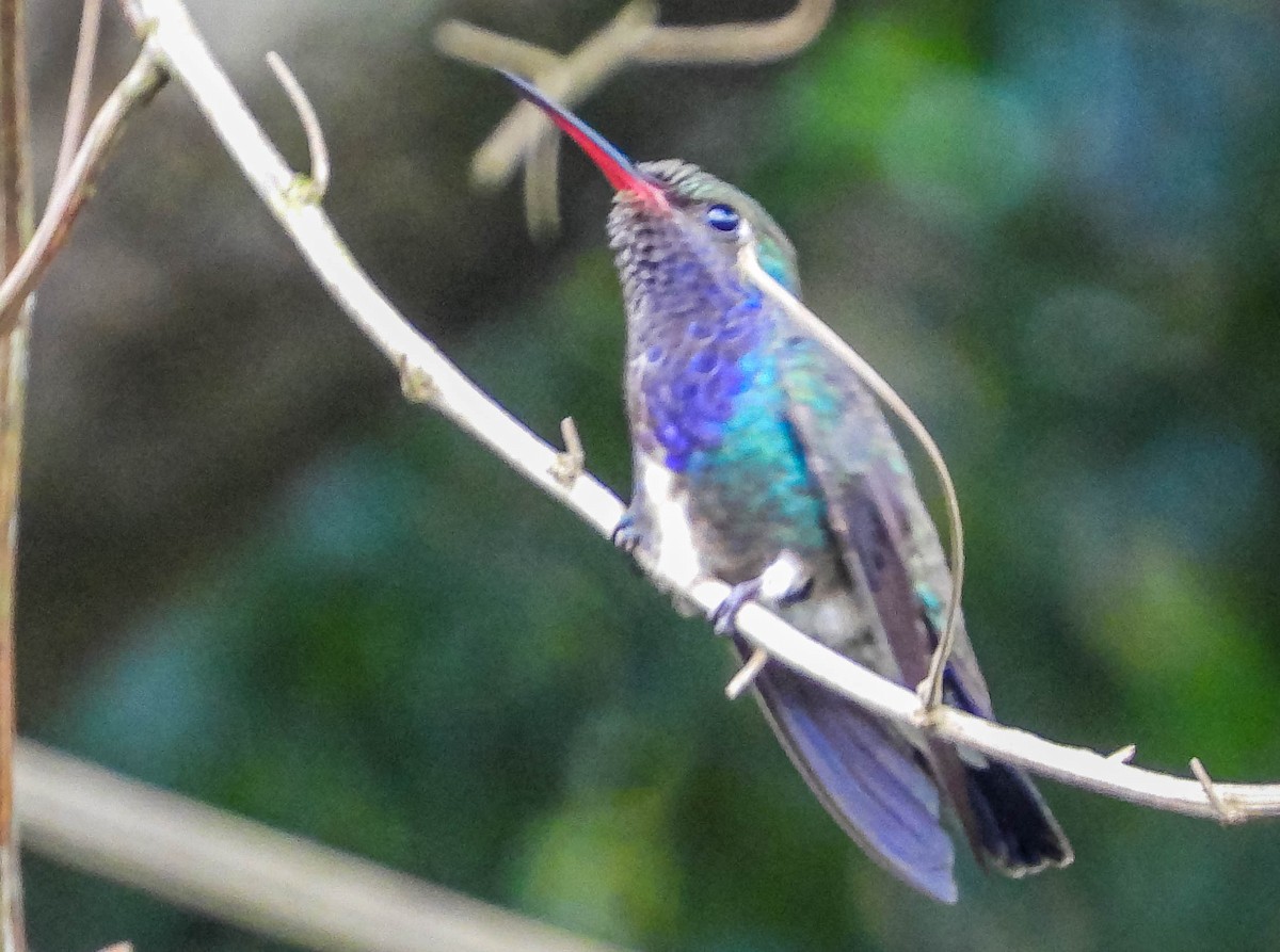 kolibřík safírový - ML617417893