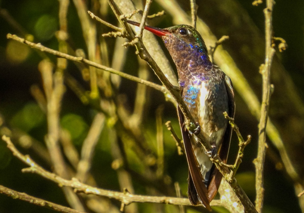 kolibřík safírový - ML617417894