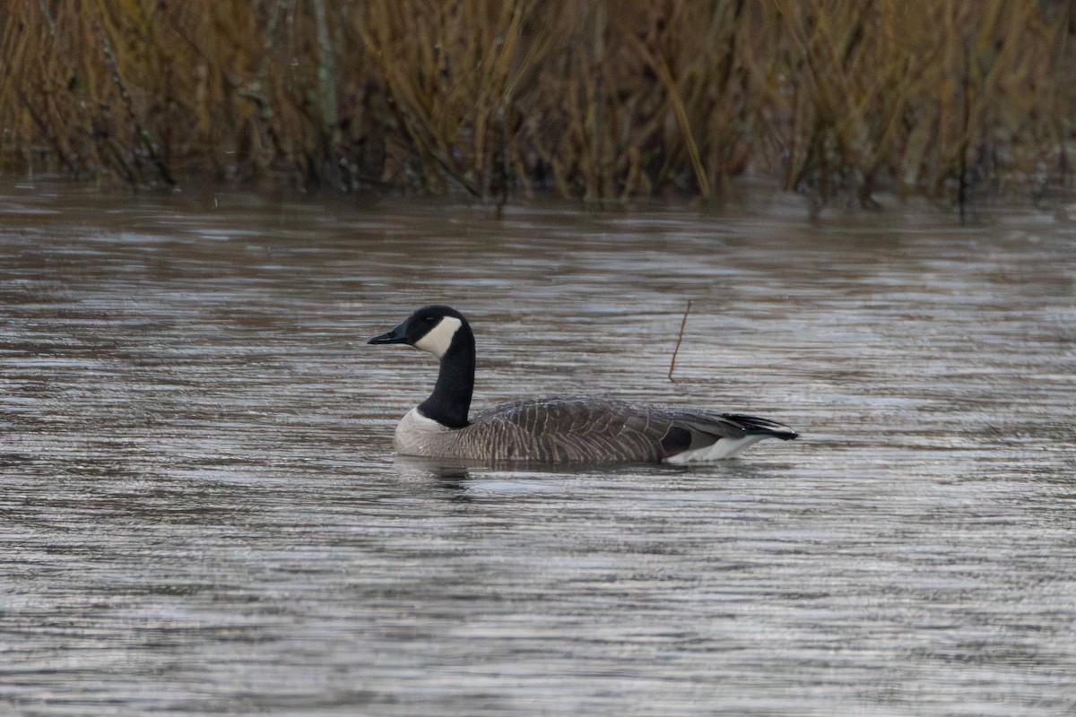 Canada Goose - ML617417897