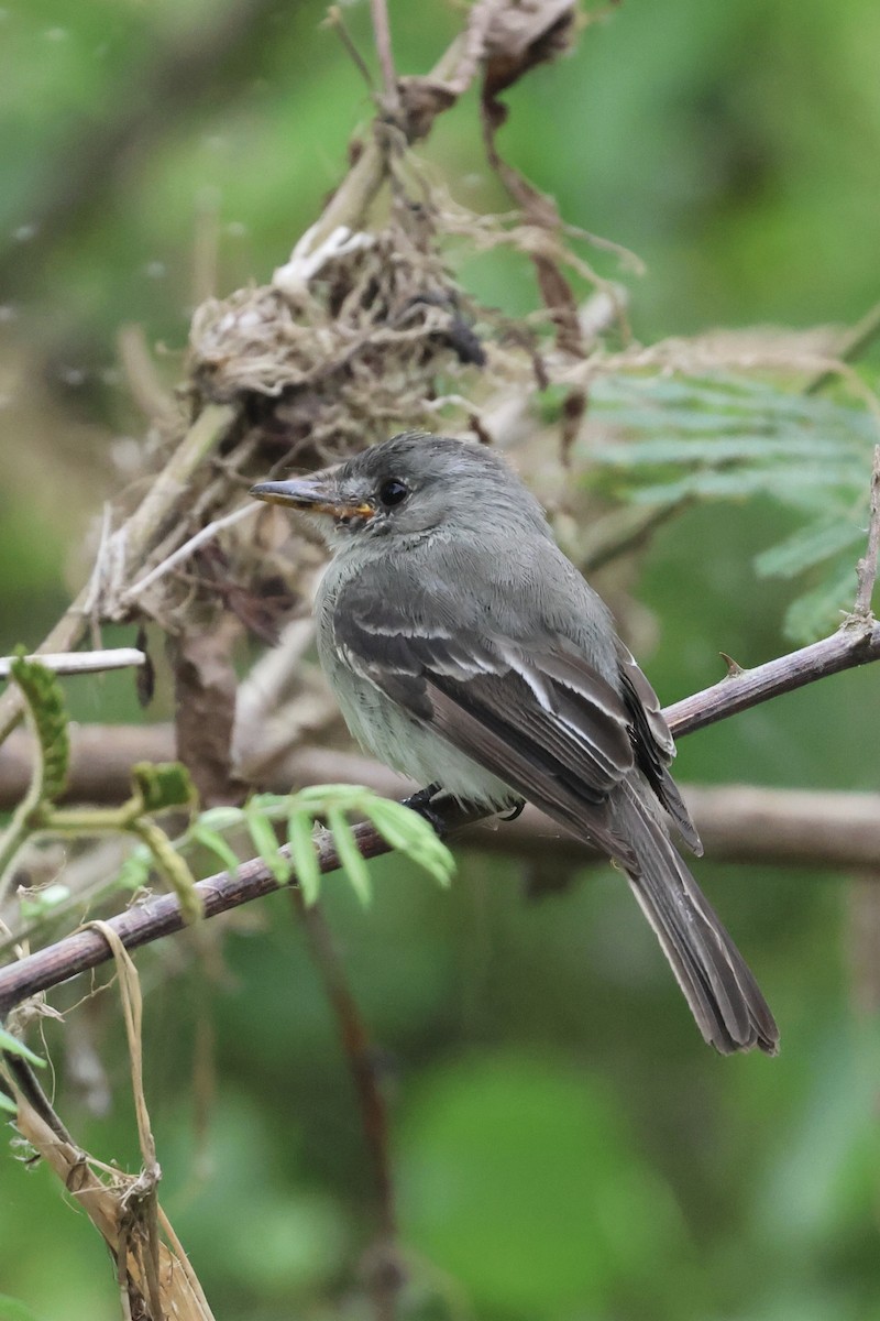 Tumbes Pewee - ML617417910