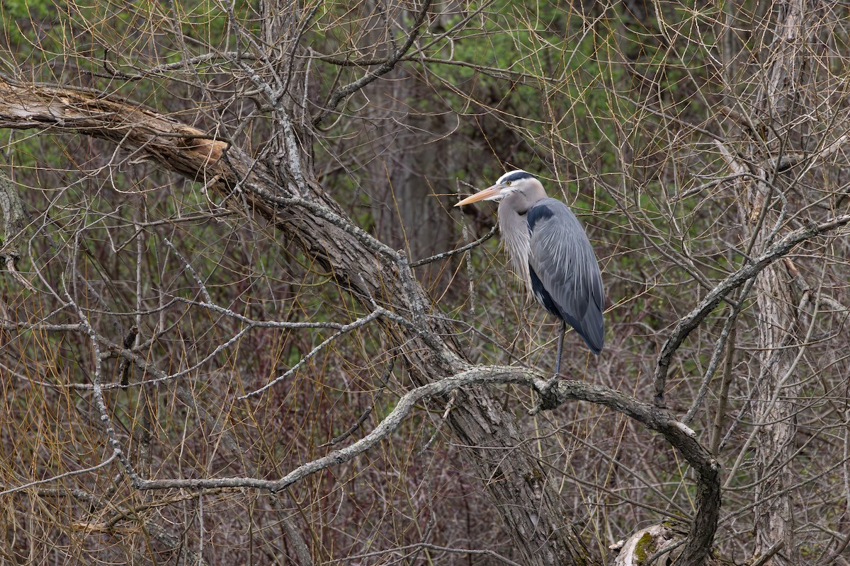 Great Blue Heron - ML617417974