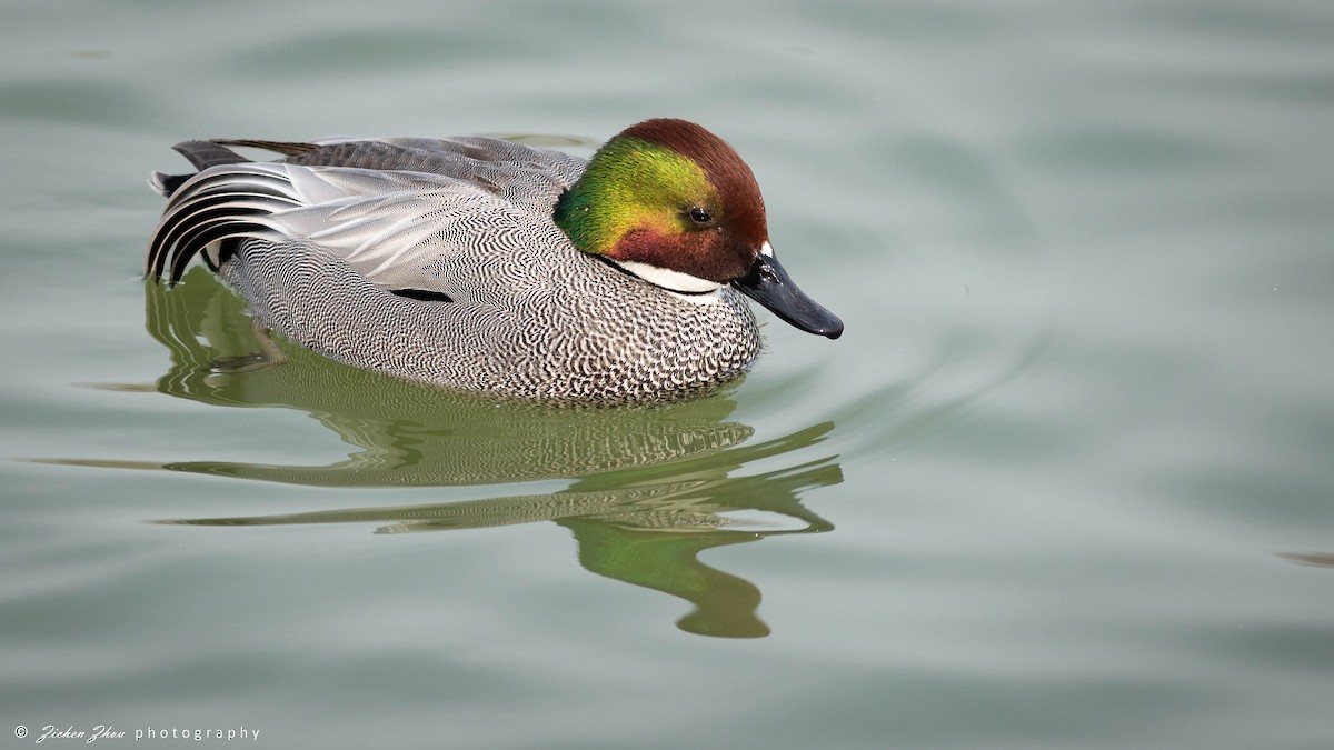 Falcated Duck - Zichen  Zhou