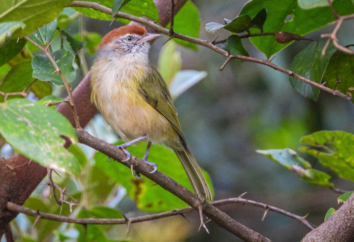 Gray-eyed Greenlet - José Silvestre Vieira