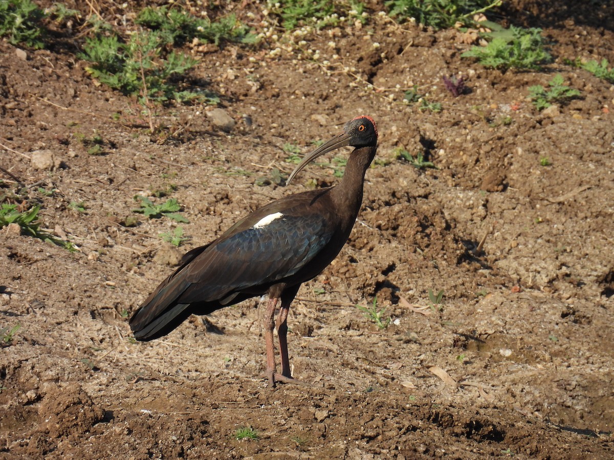 Red-naped Ibis - Aarti Khale