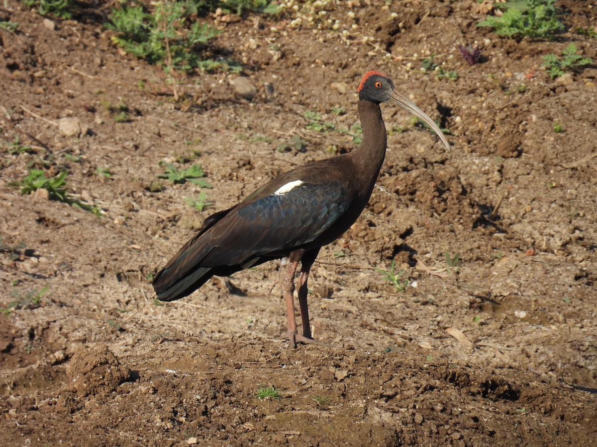 Red-naped Ibis - Aarti Khale